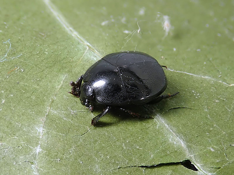 Histeridae: Saprinus semistriatus